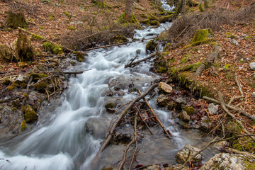 water flowing over moss and branches everywhere