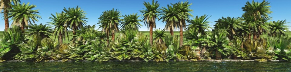 Fototapeta premium row of palms 