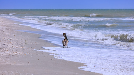 Juvenile pelican on the beach of Sanibel Island, Florida, USA