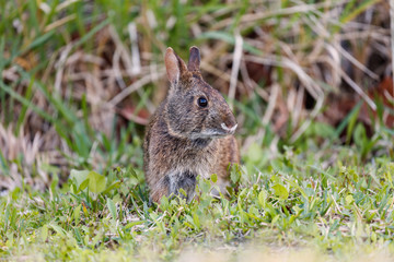Marsh rabbit from the front on the grass, Florida, USA