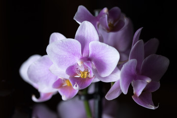 Fototapeta na wymiar Violette Phalaenopsis Orchidee isoliert vor schwarzem Hintergrund