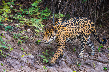 Naklejka na ściany i meble Jaguar walking along river bank-Pantanal Brazil