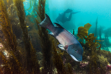 Fototapeta na wymiar Sheepshead fish in Kelp with Diver in background