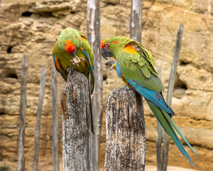 Parrots of the Amazon breed.
