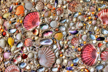 Sea Shells - 187529135