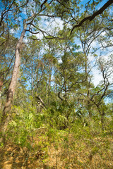 Lush subtropical forests, Hilton Head, South Carolina, United States