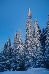 Magic winter forest covered by snow at sunrise