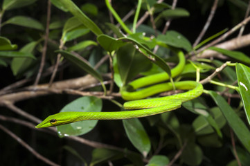 Baumschnüffler (Ahaetulla nasuta) - Green vine snake,
