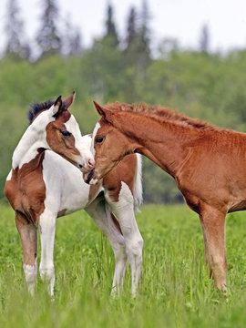 Cute Pinto and chestnut Foals greeting each other on fresh grass pasture.