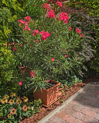 Fototapeta na wymiar Nice pink oleander in the garden