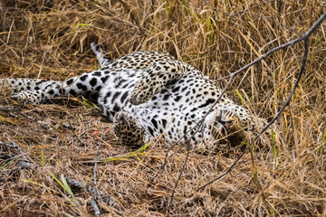 Leopard lying in tall grass - bue eyes
