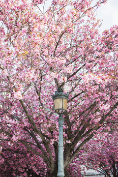 Lamp against cherry tree in Paris