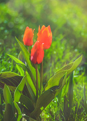 Red tulips blooming flowers field, green grass lawn in beautiful spring park. In the backlight warm sunbeam light. Springtime concept.