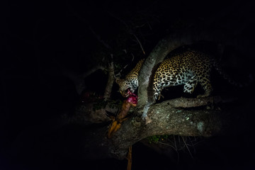 Leopard with kill at night