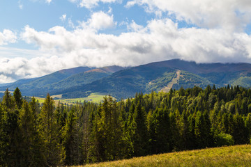 spruce on the mountain background beautiful view 