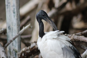 Australian white ibis