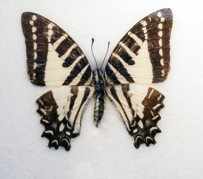 spot swordtail butterfly Graphium nomius