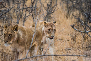 young lions walking through bush veld