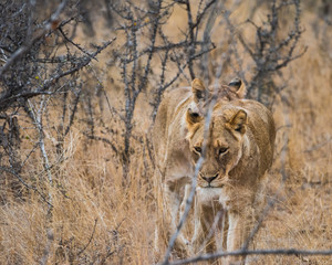 young lions walking through bush veld