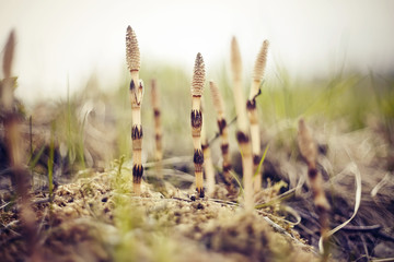 Young sprouts of a horsetail (equisetum)