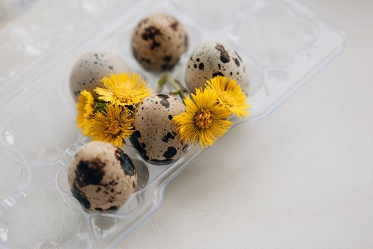 Quail eggs and little yellow flowers in transparent plastic box