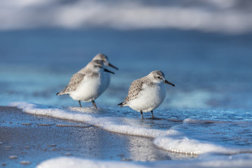 trio