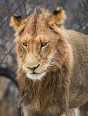 Young male lion portrait
