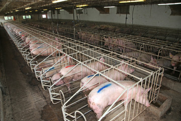 Pig sows lay in a metal cage at an industrial animal farm © acceptfoto