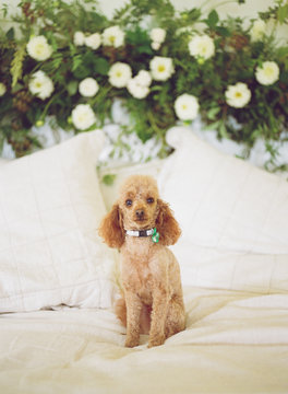 Pretty lil poodle