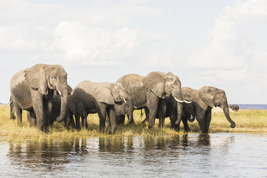 Group of elephants on the bank of a river