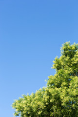 crown tree against the blue sky, outdoor nature park