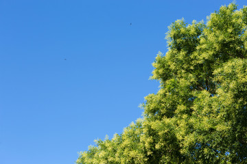 Fototapeta premium crown tree against the blue sky, outdoor nature park