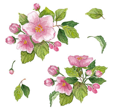 Collection of flowers, leaves, buds, branches flowers of blossom apple tree. Set watercolor elements on white background