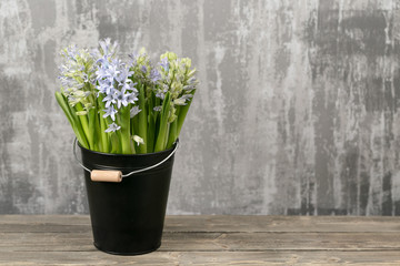 Still life flower hyacinth. Bulbous plant, which grows in the garden area and in the home.