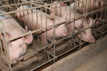 Sows living in stable at an industrial animal farm © acceptfoto