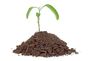 Young plant in soil humus on a white background