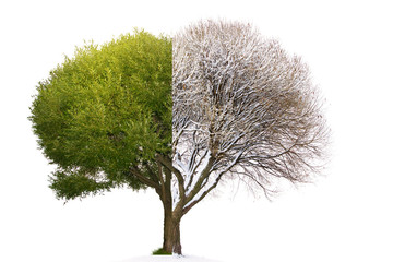 Collage mixed tree image consist of summer and winter mating parts / Collage tree winter vs. summer