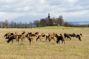 Herd of deer with church in background, sunny autumn day, Czech Republic