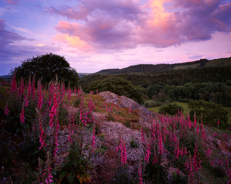 Foxgloves, Rabbit Warren Hill, Shropshire