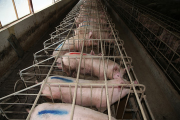 Sows in stable at an industrial animal farm © acceptfoto