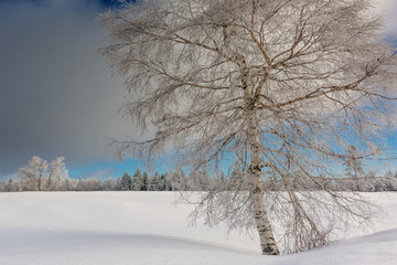Wintertime - Black Forest. Winter landscape with tree covered by snow.