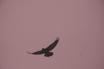 crow wings