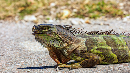 Iguana creeping on the street, portrait, Sanibel Island, Florida, USA