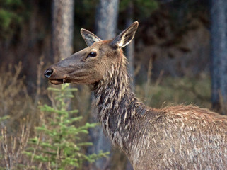 Weiblich Hirsch im seitenprofile