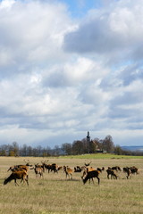 Herd of deer with church in background, sunny autumn day, Czech Republic