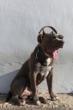 Modern dog listening to music