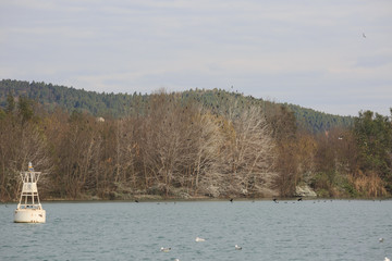 A large number of migratory birds perched on the trees in winter.
