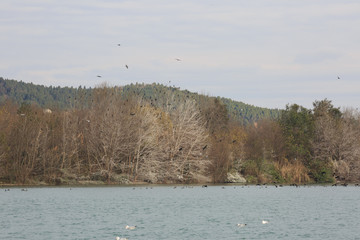 A large number of migratory birds perched on the trees in winter.