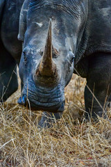 Obraz premium White Rhino grazing in bush