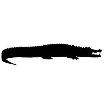 black and white vector alligator silhouette